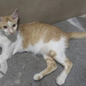 Missing: White-Brown Mix Female Indie Cat from Shankarapa garden, 8th cross near magadi road metro station-2