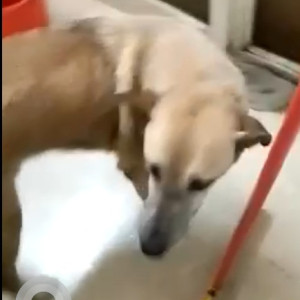 Missing: White-Brown Mix Male Indie Dog from E block Lajpat Nagar