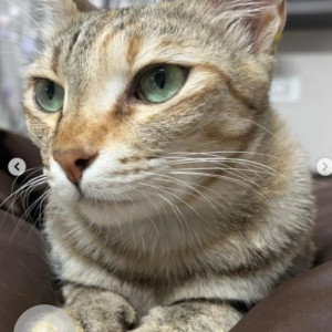 Missing: Black and White Female Tabby Cat from Jp nagar 5th phase, 24th main road
