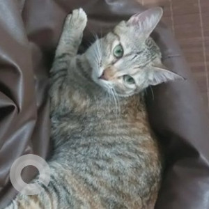 Missing: Black and White Female Tabby Cat from Jp nagar 5th phase, 24th main road-2