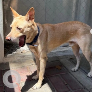 Found: White Male Labrador mix Dog from Rajajinagar, Mahalakshmipuram WOC 2nd stage