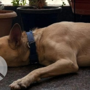 Found: White Male Labrador mix Dog from Rajajinagar, Mahalakshmipuram WOC 2nd stage-2