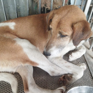 Missing: White-Brown Mix Female Indie Dog from ACGS