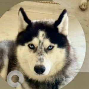 Found: Black and White Female Husky Dog from Streets of Shanti  Kunj, Vasant kunj-2