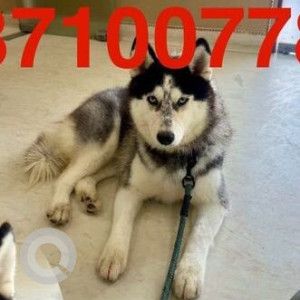 Found: Black and White Female Husky Dog from Streets of Shanti  Kunj, Vasant kunj-3