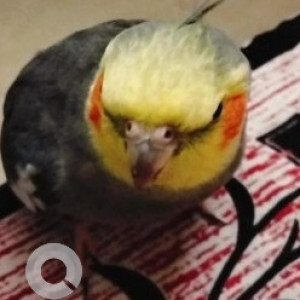 Missing: Grey Male Cockatiel bird Bird from Lakkasandra near BBMP school
