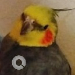 Missing: Grey Male Cockatiel bird Bird from Lakkasandra near BBMP school-2