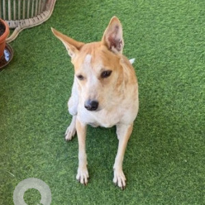 Missing: White-Brown Mix Female Indie Dog from Avalahalli 4th main, 8th cross-2