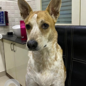 Missing: White-Brown Mix Female Indie Dog from Avalahalli 4th main, 8th cross