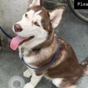 Missing: White-Brown Mix Male Husky Dog from Sector 22, Chandigarh-3
