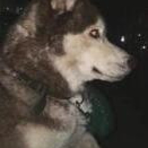 Missing: White-Brown Mix Male Husky Dog from Sector 22, Chandigarh-2