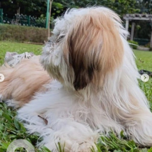 Missing: White Male Shih Tzu Dog from Hsr layout 7th sector 14th main 17th cross-2