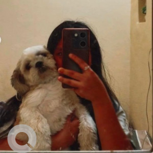Missing: White Male Shih Tzu Dog from Hsr layout 7th sector 14th main 17th cross-3