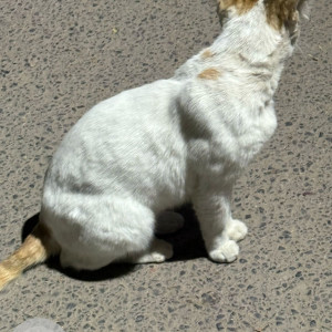 Missing: White-Brown Mix Female Indie Cat from Gk3-E block-2