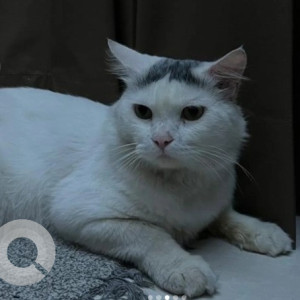 Missing: White Male Indie Cat from BTM layout, 12th A main road-3