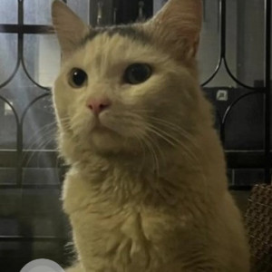 Missing: White Male Indie Cat from BTM layout, 12th A main road-2