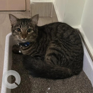 Missing: Black and Brown Male Indie Cat from RT nagar sultanpalya, 3rd cross road-2