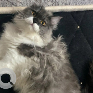 Missing: White and Grey Male Persian Cat from T Dasarahalli-2