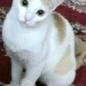 Missing: White-Brown Mix Female Indie Cat from AWHO Parameswaran Vihar-2