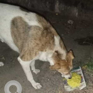 Missing: White-Brown Mix Male Indie Dog from Phase 2, Gate 5