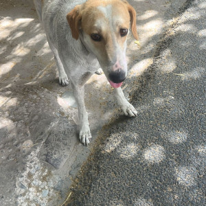 Missing: White-Brown Mix Female Indie Dog from UU block Pitampura