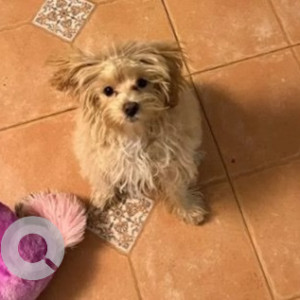 Missing: Golden Female Maltipoo Dog from 1st main, Jayamahal Extension-2