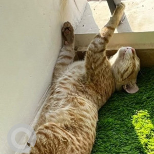 Missing: White-Brown Mix Male Indie Cat from Sanchu animal hospital, Whitefield, Siddapura area-2