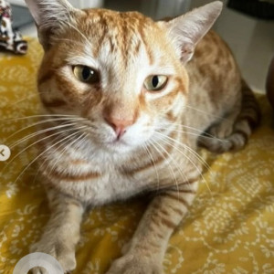 Missing: White-Brown Mix Male Indie Cat from Sanchu animal hospital, Whitefield, Siddapura area-3