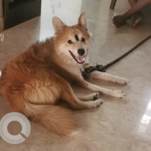 Found: White-Brown Mix Male Indie Pomeranian mix Dog from SLN print shop, Koramangala-2