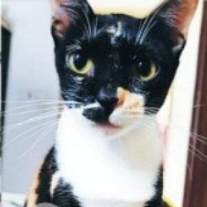 Missing: Black and White Male Indie Cat from Manadi othavadai street Villivakkam