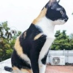 Missing: Black and White Male Indie Cat from Manadi othavadai street Villivakkam-3