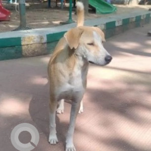 Missing: White-Brown Mix Male Indie Dog from Water Tank Road/ Kathriguppe-2