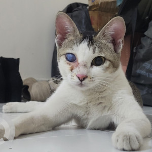 Missing: White and Grey Female Indie Cat from Chhatrapati Shivaji Square (near IT Park Road)