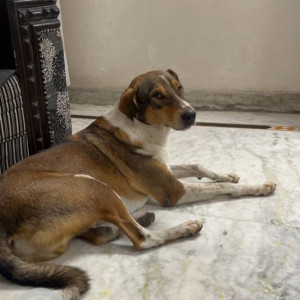 Missing: White-Brown Mix Male Indie Dog from Shalimar Bagh