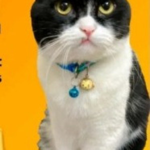 Missing: Black and White Male Indie Cat from Bengaluru-3