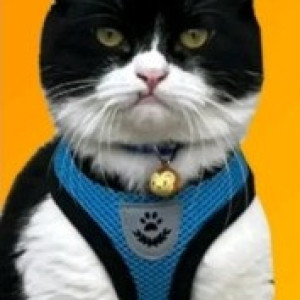 Missing: Black and White Male Indie Cat from Bengaluru-2