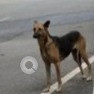 Missing: Black and Brown Female Indie Dog from 1st Main, Defence Colony-2