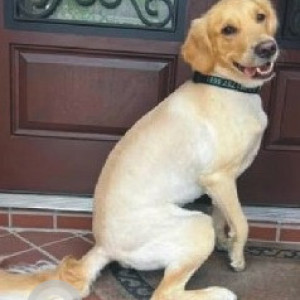 Missing: Golden Male Labrador Dog from Mehrauli Road, SBI Bank, Patel Nagar