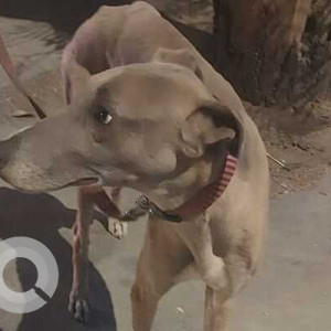 Found: Black and Brown Male Indie Dog from Greater Kailash 1-3