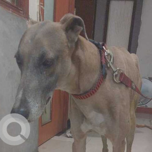 Found: Black and Brown Male Indie Dog from Greater Kailash 1-2