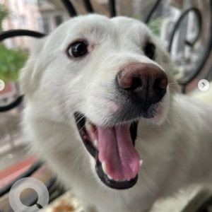 Found: White Male Pomeranian-Spitz mix Dog from Charles Campbell Road, 2nd Cross, opposite Leela Clinic-2