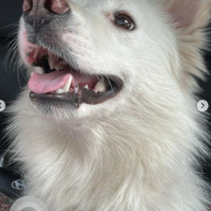 Found: White Male Pomeranian-Spitz mix Dog from Charles Campbell Road, 2nd Cross, opposite Leela Clinic-3