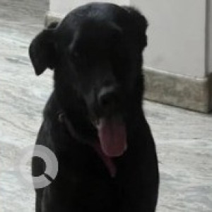 Missing: Black Male Labrador Dog from Btm layout Udupi garden signal-2