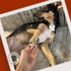 Found: Black and Brown Female Indie Dog from Indiranagar, Bengaluru-2