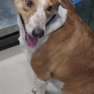 Missing: White-Brown Mix Female Indie Dog from Block B-4, near Grover Motors, Ashok Vihar Phase-2-2