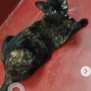 Missing: Black and Brown Female Tote Cat from 80 feet road, Kengeri satelite town, Vanaankura-2