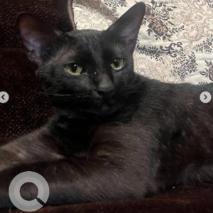 Missing: Black Male Indie Cat from KB Sandra, 2nd Cross, RT Nagar, Ganga Bakery-2