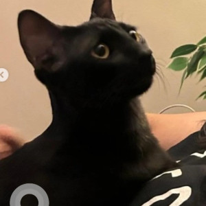 Missing: Black Male Indie Cat from KB Sandra, 2nd Cross, RT Nagar, Ganga Bakery-3