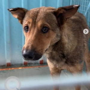 Missing: Black and Brown Male Indie Dog from Hoodi (Spandana - BBMP sterilisation center for stray dogs)-2