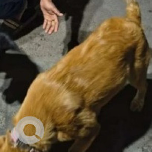 Missing: Brown Female Indie Dog from Nagendra Block Srinagar (Near to Sudha Pet Clinic)-2